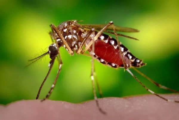 muỗi-aedes-aegypti truyền bệnh sốt xuất huyết